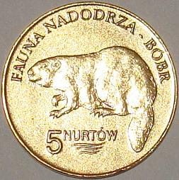 Kołbaskowo - 5 Nurtów / 2008 r. -  Bóbr